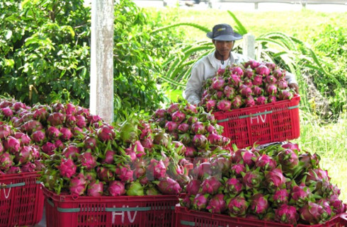 vietnam ships first batch of dragon fruit to australia