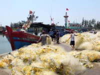 Da Nang works to increase traceability of seafood products