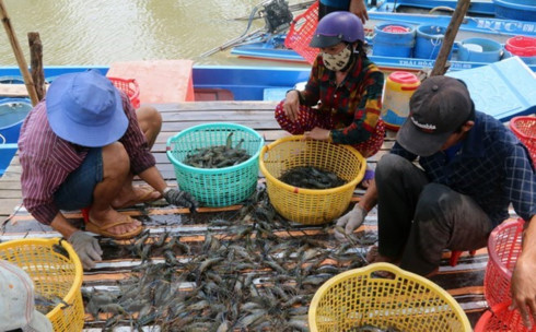 removing ecs yellow card key to boosting seafood exports