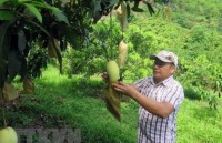 Vietnamese mangoes enter Chilean market