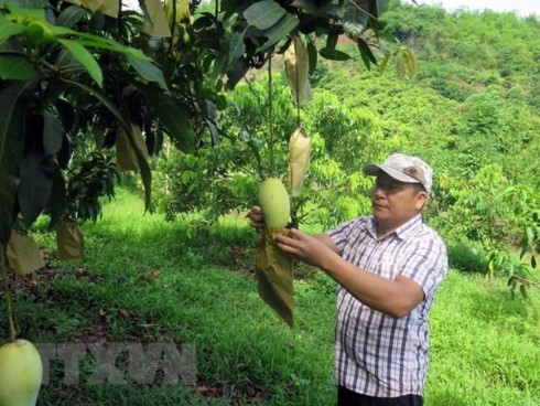 vietnamese mangoes enter chilean market