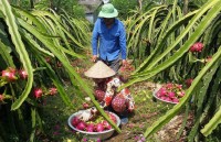 Seminar highlights int’l linkages to improve competitiveness of dragon fruit