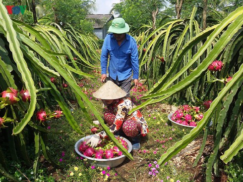 seminar highlights intl linkages to improve competitiveness of dragon fruit