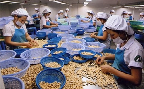 cashew exports enjoy strong growth in chinese market