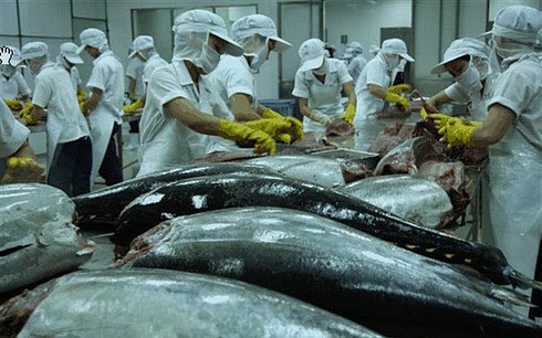 tuna exports endure sluggish growth