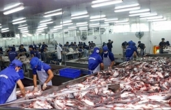 COVID-19 impact causes tra fish exports to China to plummet
