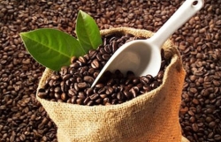 Vietnam exports first batch of coffee to EU with zero tariffs
