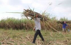 Sugar firms struggle due to ATIGA