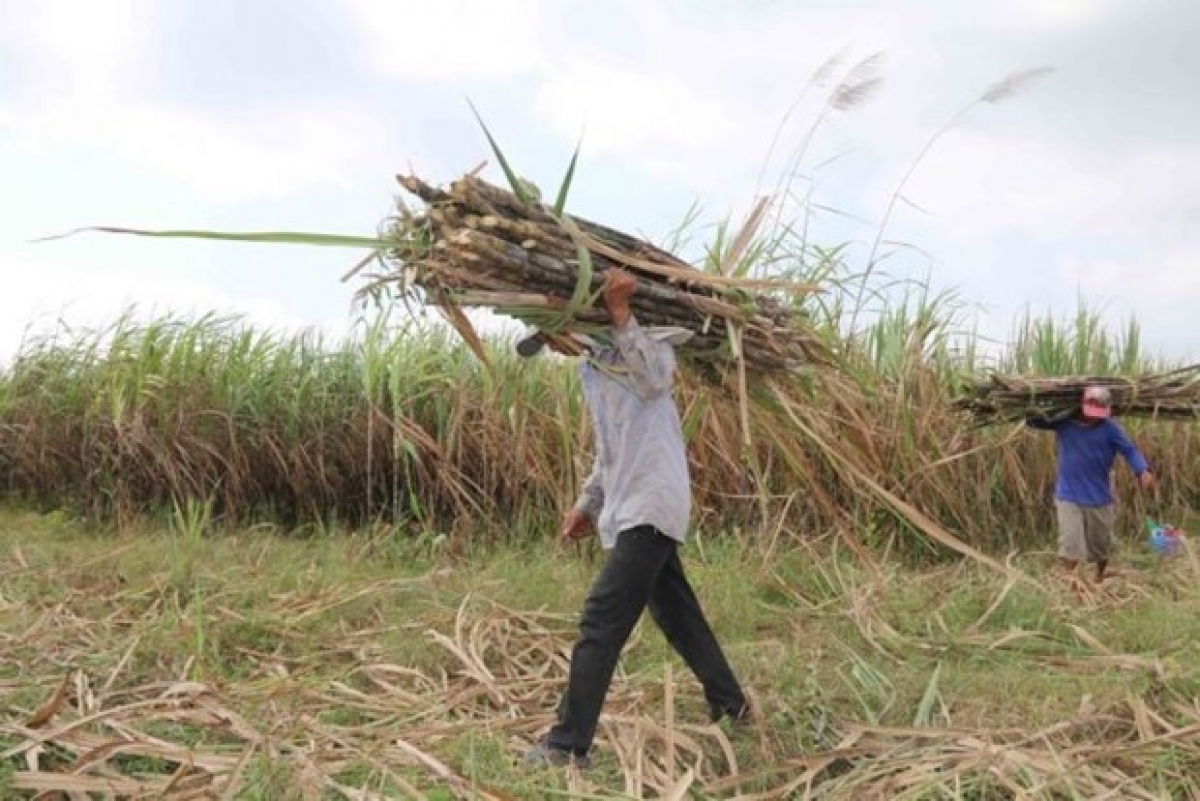 Farmers in Tra Cu district, Tra Vinh province, harvest sugar canes