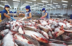 Tra fish exporters pin high hopes on EVFTA