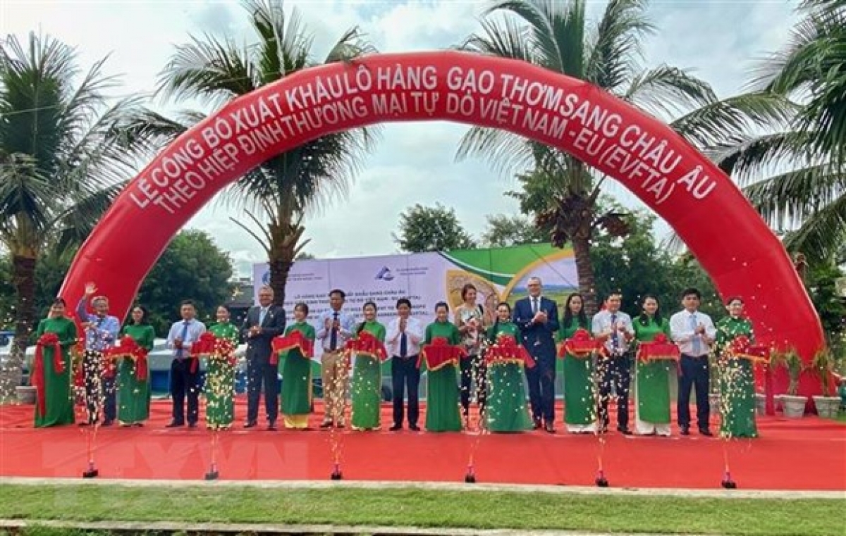 An Giang has announced the export of 126 tonnes of fragrant rice Jasmine 85 to the European Union under the EVFTA. (Photo: VNA)