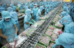 Squid and octopus exports rebound after enforcement of EVFTA