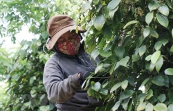 Vietnam’s peppercorn exports to Germany facing difficulties amid COVID-19