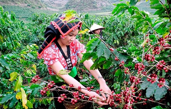 Son La coffee growers supported in sustainable development