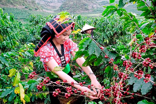 Son La coffee growers supported in sustainable development hinh anh 1