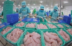 Many Vietnamese seafood exporters are not subject to US anti-dumping tariffs