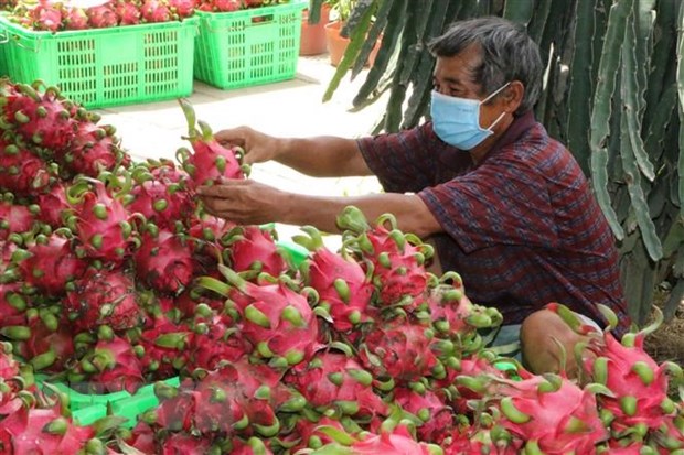 Potential grows for vegetable and fruit exports to US hinh anh 1