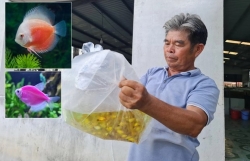 Ornamental fish exporters struggling to revive