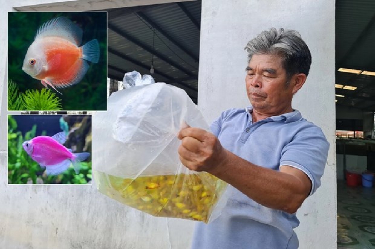 ornamental fish exporters struggling to revive picture 1