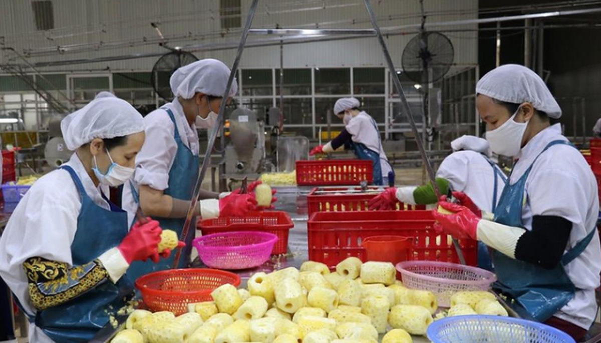 ample room ahead to increase market share of vietnamese pineapples in europe picture 1