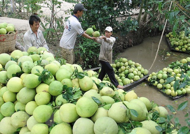 Vietnamese pomelo has large potential for export hinh anh 1