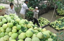 Vietnamese pomelo has large potential for export