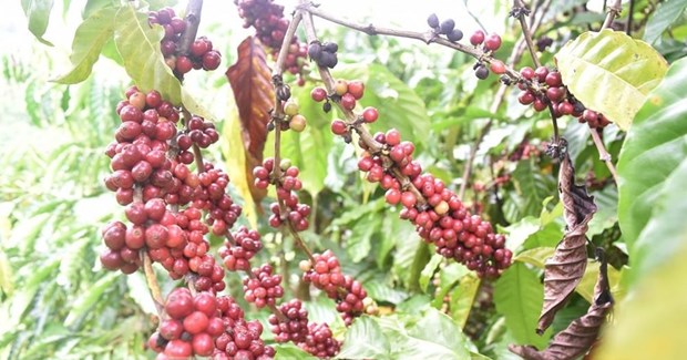 UKVFTA gives boost to Vietnam’s coffee exports to UK hinh anh 1