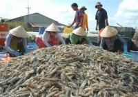 Shrimp exports to hit US$3.1 billion this year