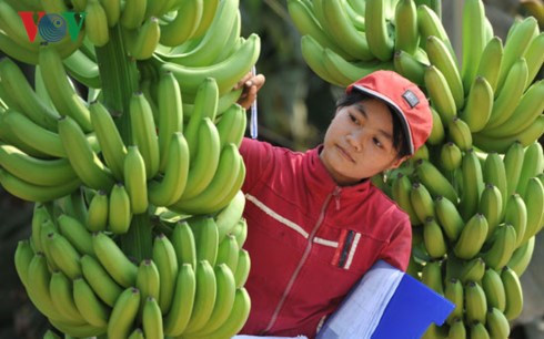 vietnamese farm produce seeks path to middle east