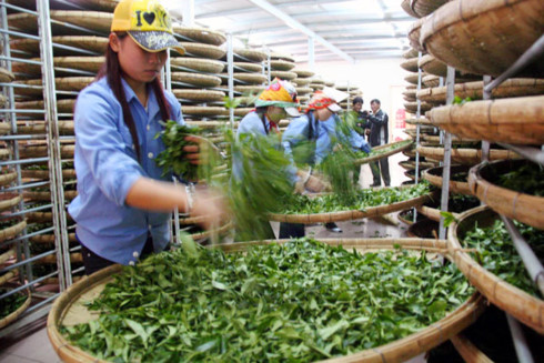 bright prospect for tea exports in final quarter