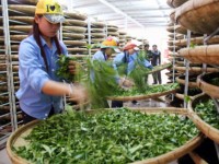 Bright prospect for tea exports in final quarter