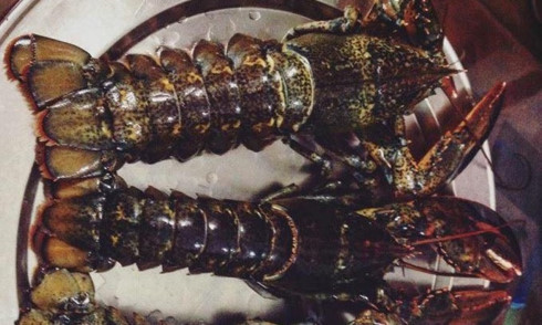 vietnam consumes 120 tons of canadian lobsters a year