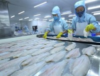 Tra fish exports to US enjoy strong surge