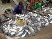 Seeking “swimming path” for catfish exports