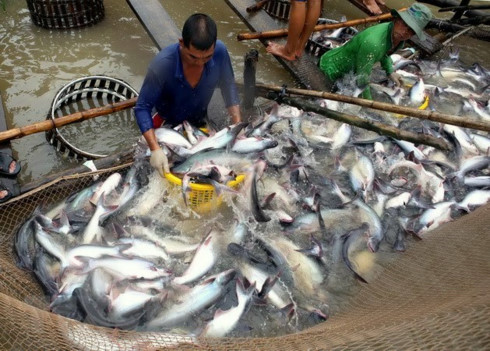 seeking swimming path for catfish exports