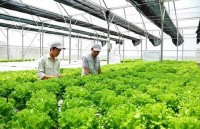 Japanese firms increase investment in Vietnam’s agriculture