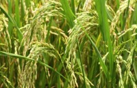 Rice export volume up but value falls