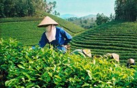 Pakistan remains largest importer of Vietnamese tea in eight months