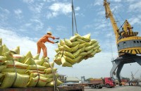 Businesses need to be cautious about exporting rice to Philippines