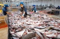 Vietnamese catfish exporters struggle to compete with rivals