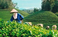 Tea export price enjoys drastic rise in Chinese market