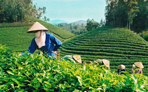 tea export price enjoys drastic rise in chinese market
