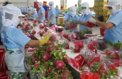 Fruit and vegetable exports plummet over nine months