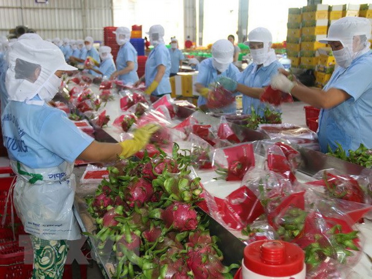 Preliminary processing of dragon fruit for export in the Mekong Delta province of Tien Giang. (Photo: VNA)
