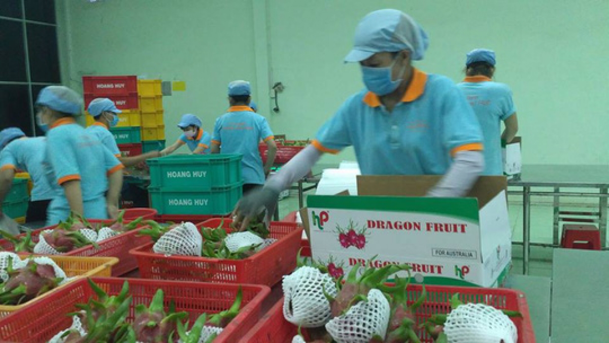 Dragon fruit is one of potential export items to the Indian market