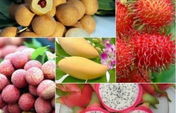 Vietnamese fruit exports to US market expected to grow by year end