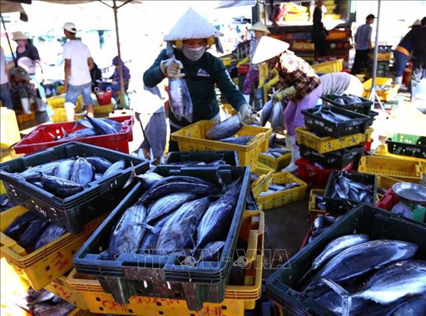 Workshop seeks ways to promote tuna exports to EU hinh anh 1