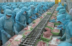 China, US make up more than 50% of export value for Vietnamese tra fish