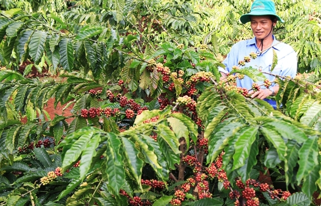 Gia Lai coffee aims for global branding