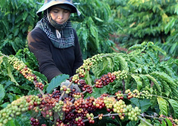 Vietnam seeks to expand export markets for farm produce hinh anh 1